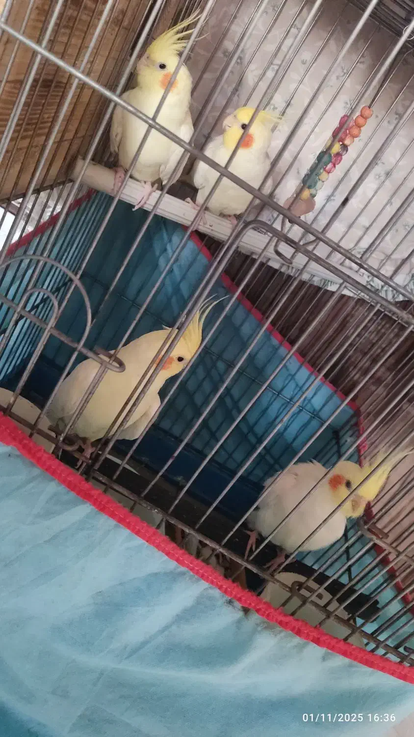 عروس هلندی|پرنده|شیراز, زرهی|دیوار