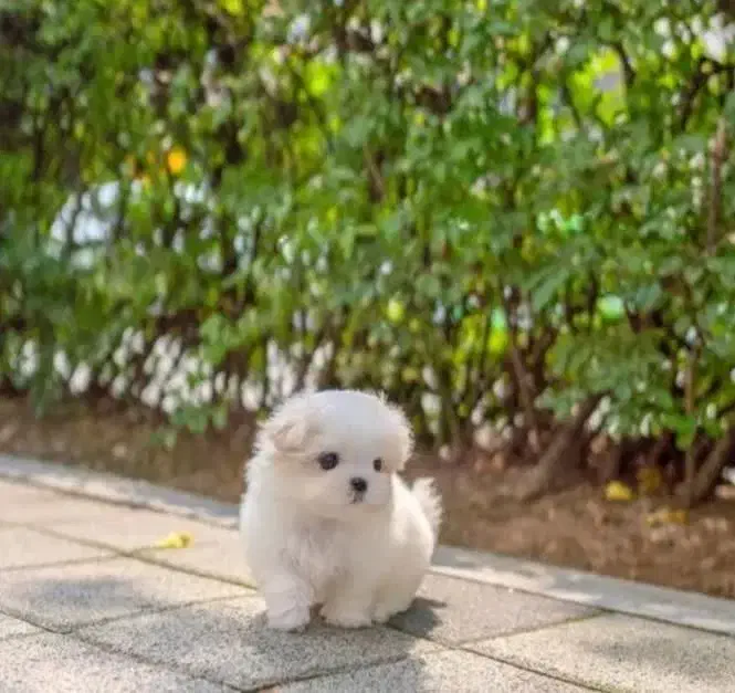 توله سگ|سگ|اصفهان, ملکشهر|دیوار