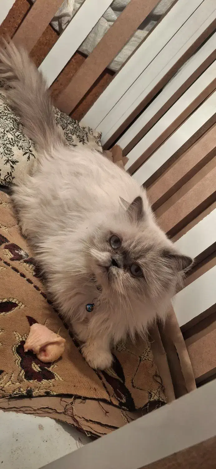 گربه پرشین|گربه|تربتحیدریه, کلاته توکلی|دیوار