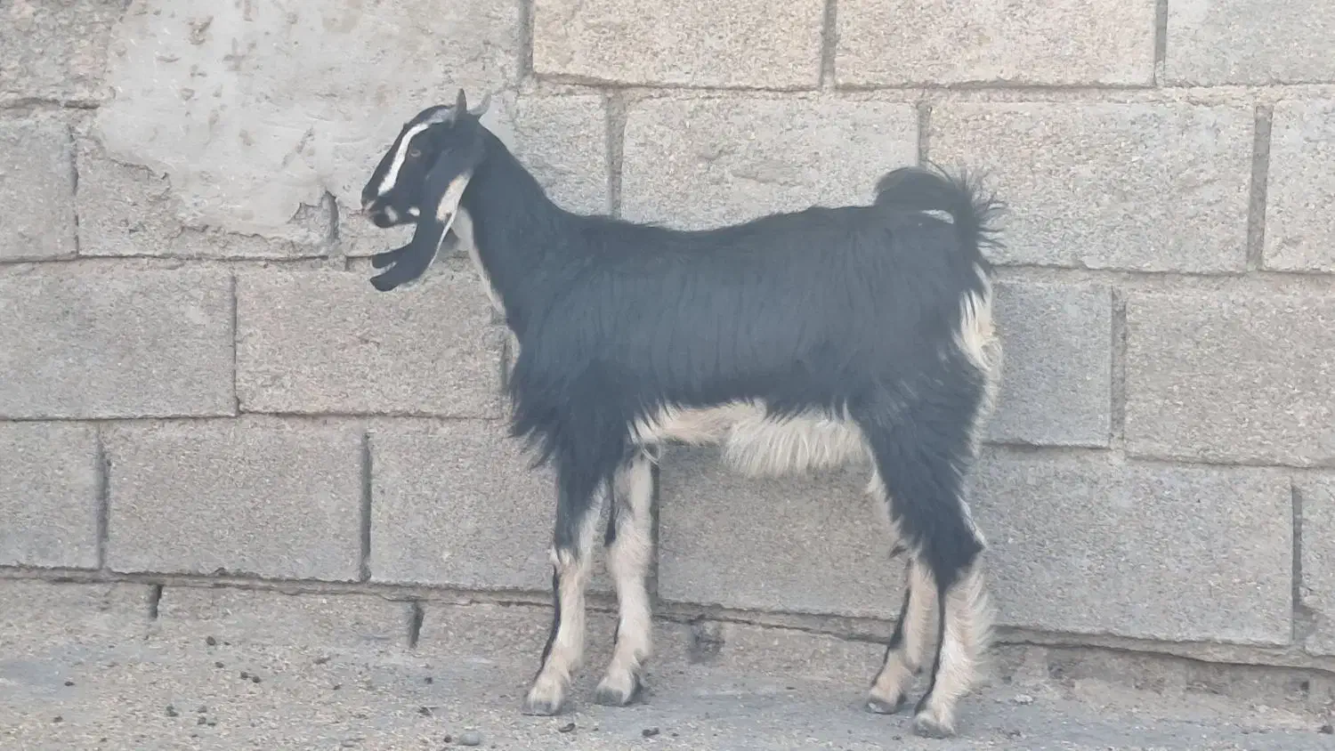 بزماده|حیوانات مزرعه|بندر ماهشهر, |دیوار