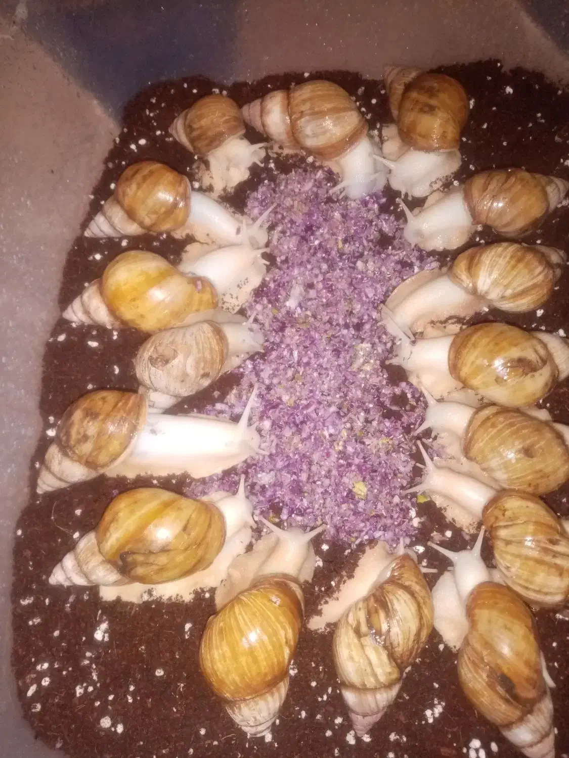 فروش فوری حلزون زیره قیمت بازار|خزنده|شیراز, قلعه نو|دیوار