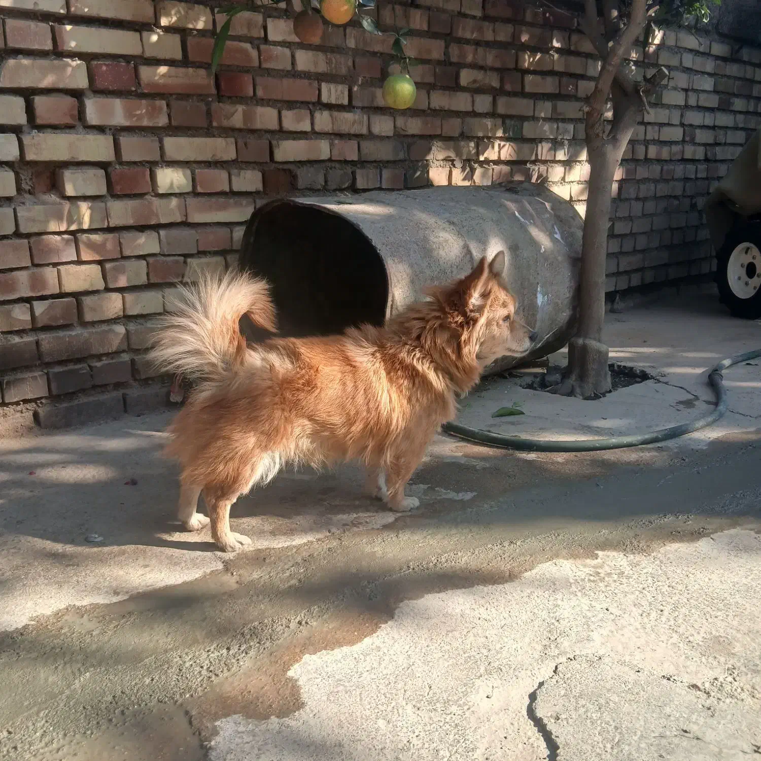 سگ پاکوتاه|سگ|تاتار علیا, |دیوار