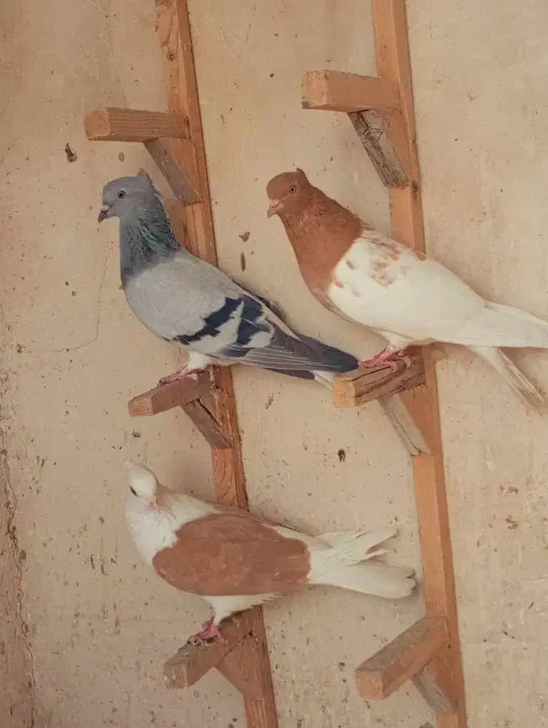 پرنده  ماده|پرنده|شیراز, دروازه قران|دیوار