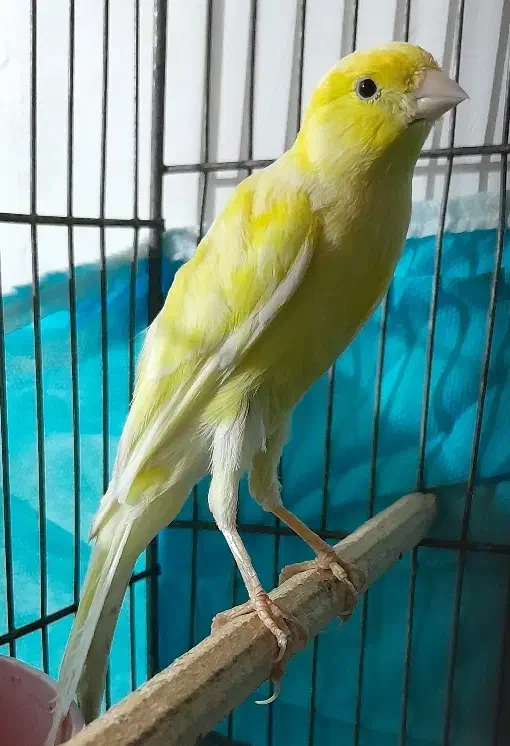 ۳عدد قناری مست|پرنده|بروجرد, |دیوار