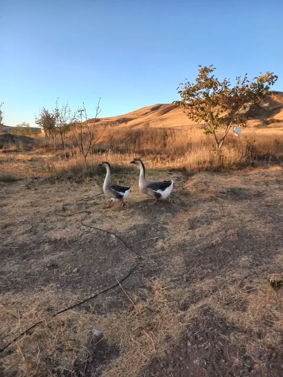 قو غاز نرماده|حیوانات مزرعه|خلخال, |دیوار