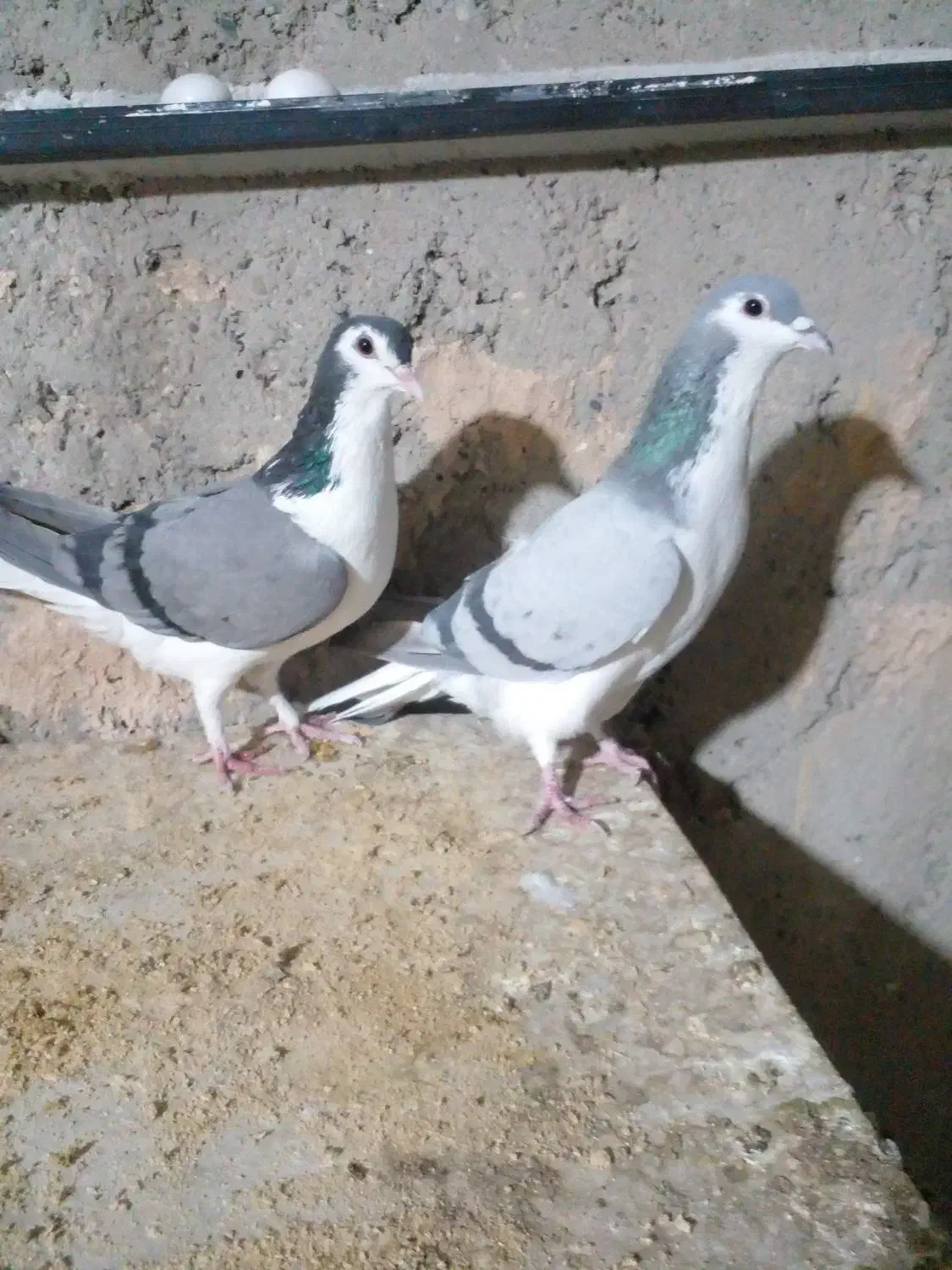 دمگیر جفتی گچی وسیاپشت وپلاکی اصل سبز دوخط|پرنده|برخوار, |دیوار