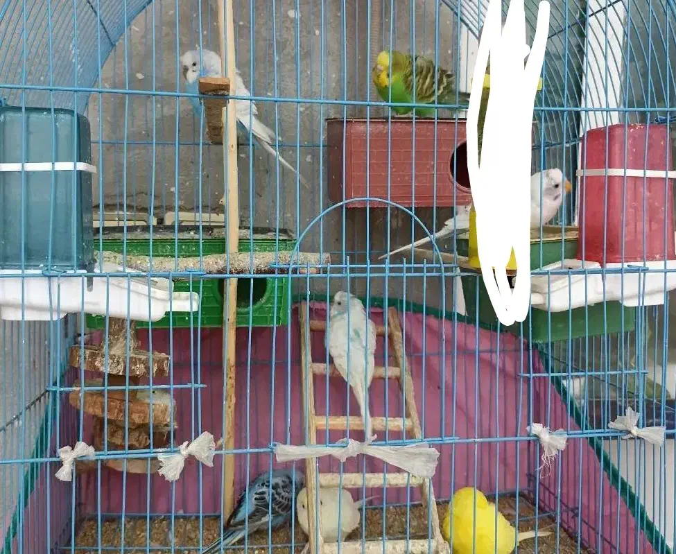 مرغ عشق|پرنده|بوستان, |دیوار