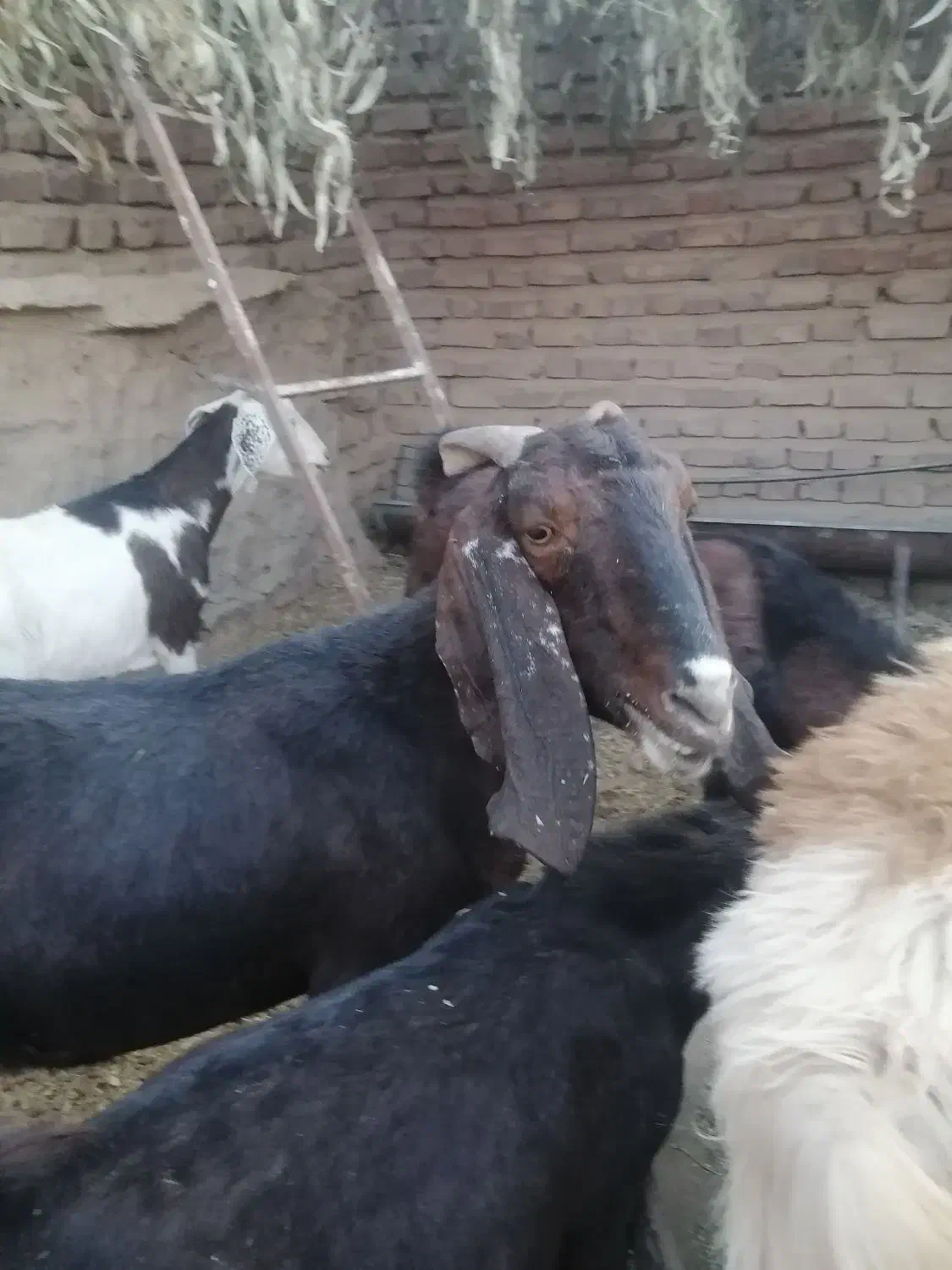 بز پاکستانی|حیوانات مزرعه|زرند, |دیوار