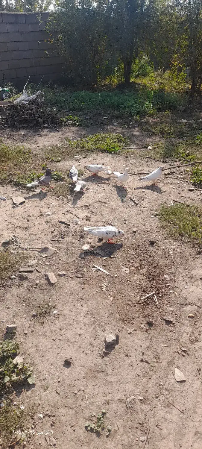 فروش کبوتر|پرنده|فاضل آباد, |دیوار