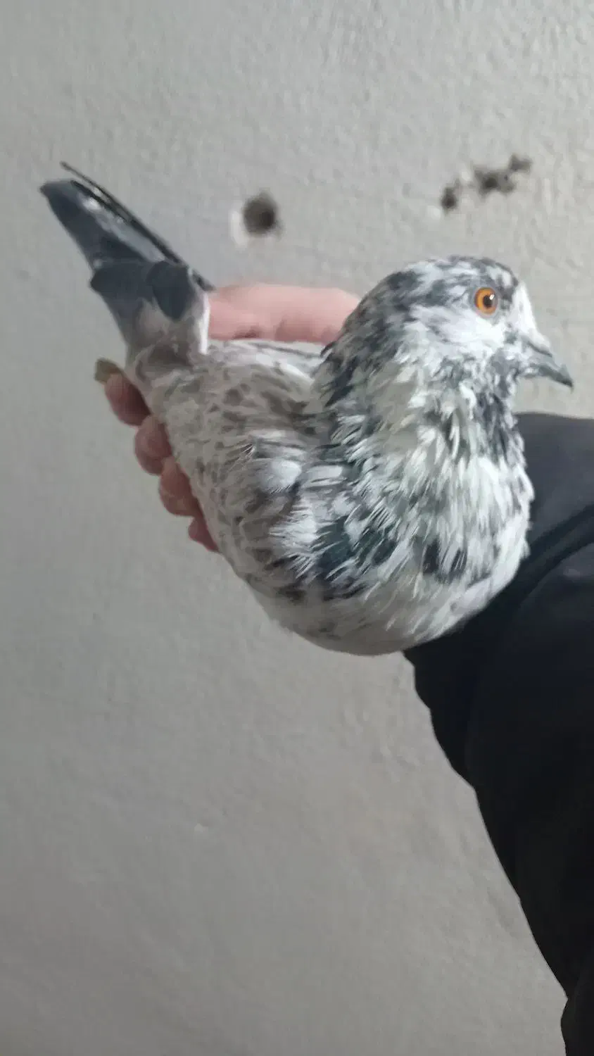 کفتر نر پرشی قاره مست مست|پرنده|شهریار, شهرک وائین|دیوار