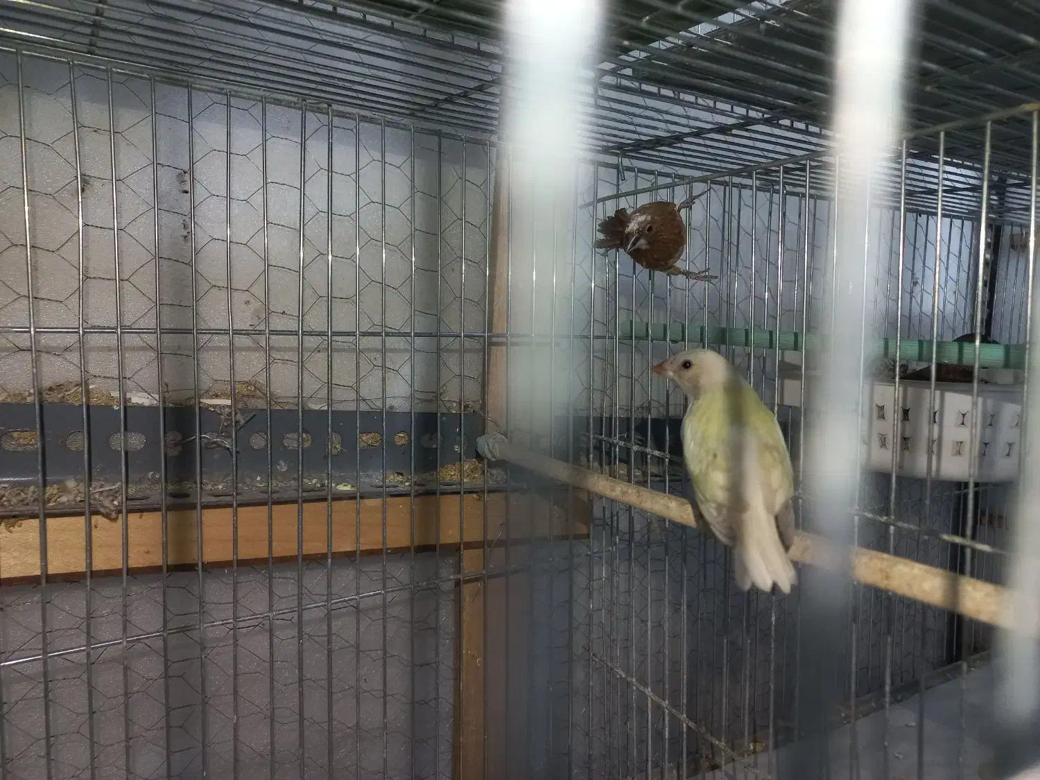 فنچ گلدین|پرنده|اسلام‌شهر, شهرک مفیدی|دیوار