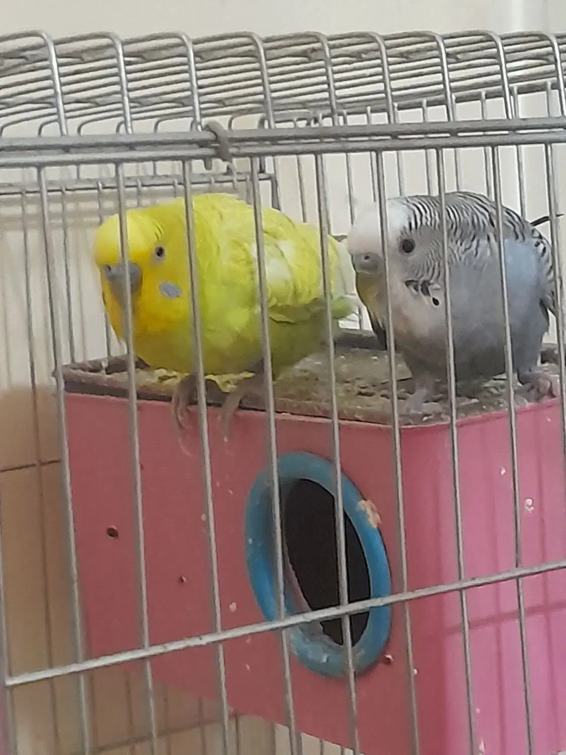 یک جفت مرغ عشق|پرنده|برازجان, |دیوار