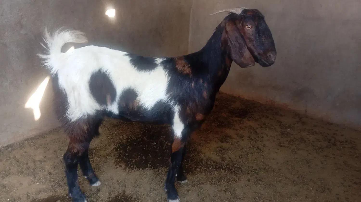 تیشتر بز داشتی|حیوانات مزرعه|سعدآباد, |دیوار