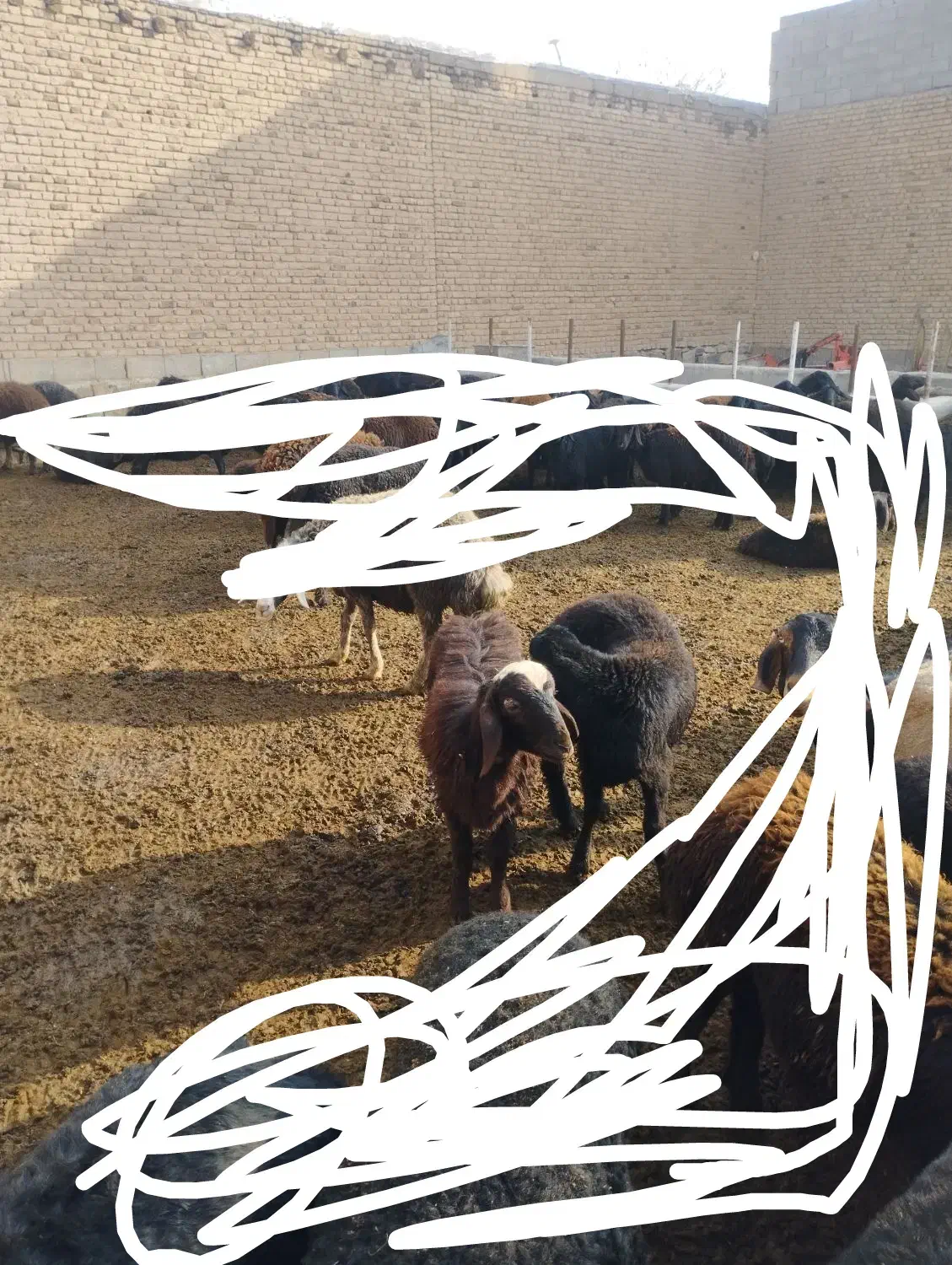 سلام ۲ راس بره یکی نر یکی ماده به فروش میرسد|حیوانات مزرعه|بکتاش, |دیوار