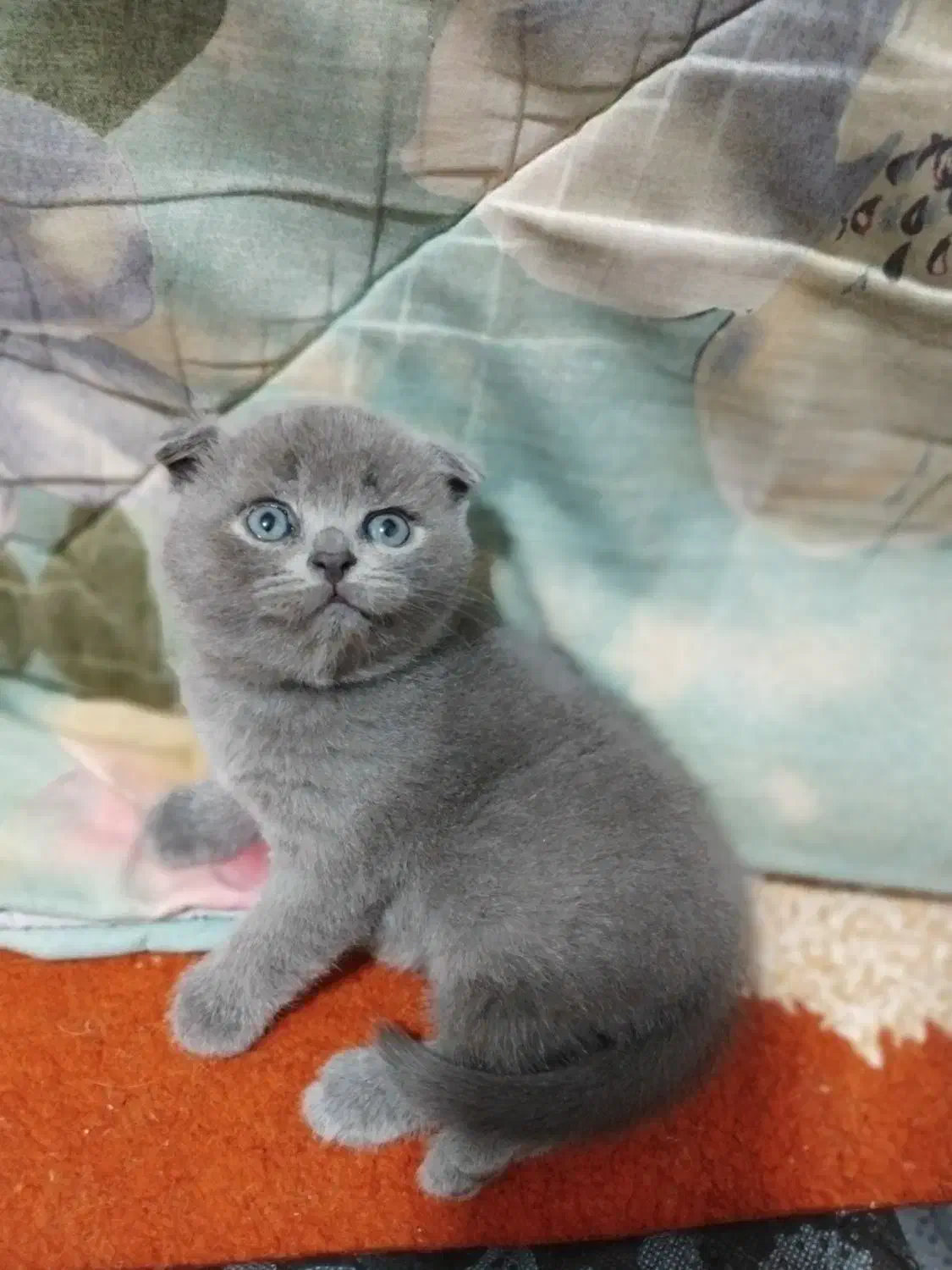 اسکاتیش بریتیش صورت خرسی|گربه|بیرجند, |دیوار