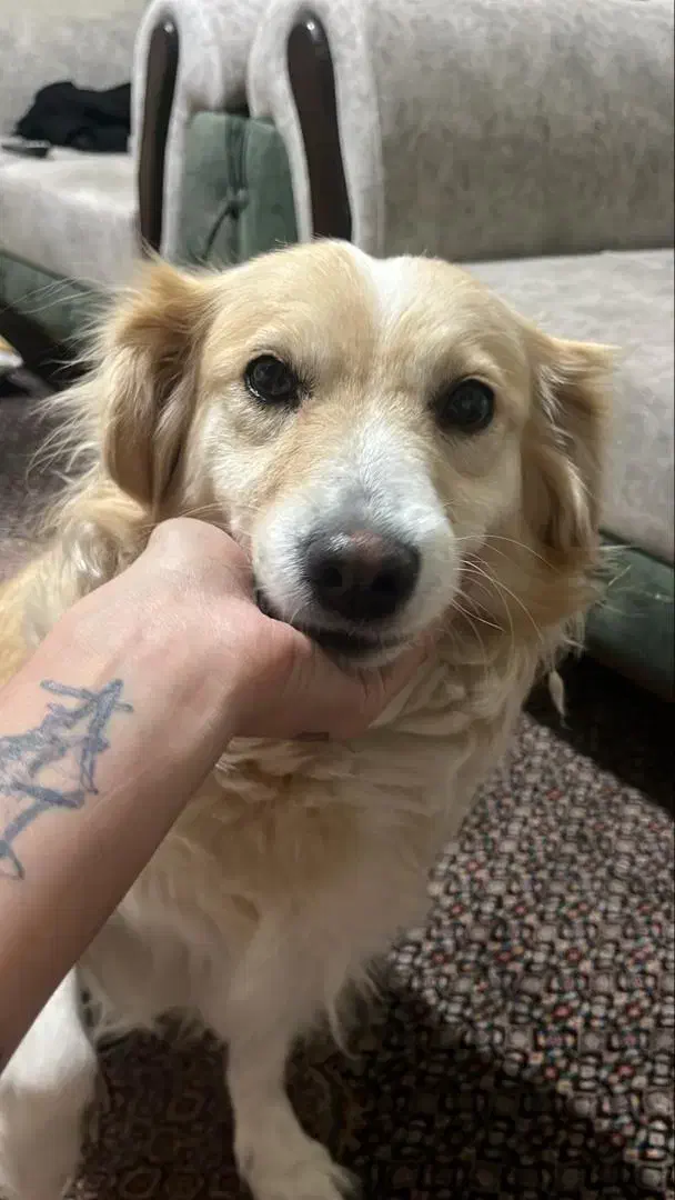 ‌واگذاری فوری  ماده پامراشپیتز باردار|سگ|تبریز, |دیوار