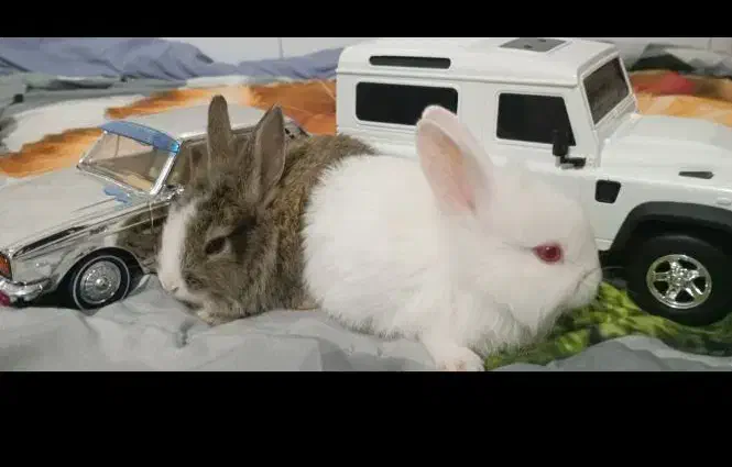 فروش خرگوش های چشم شرابی نژاد دار|موش و خرگوش|یزد, |دیوار