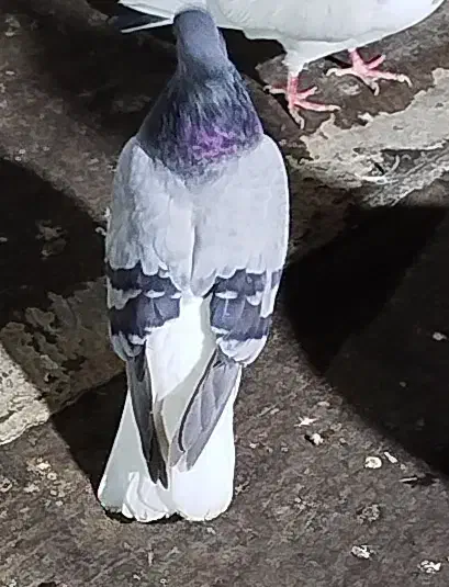 نر سبز دم سفید|پرنده|مهدی شهر, |دیوار