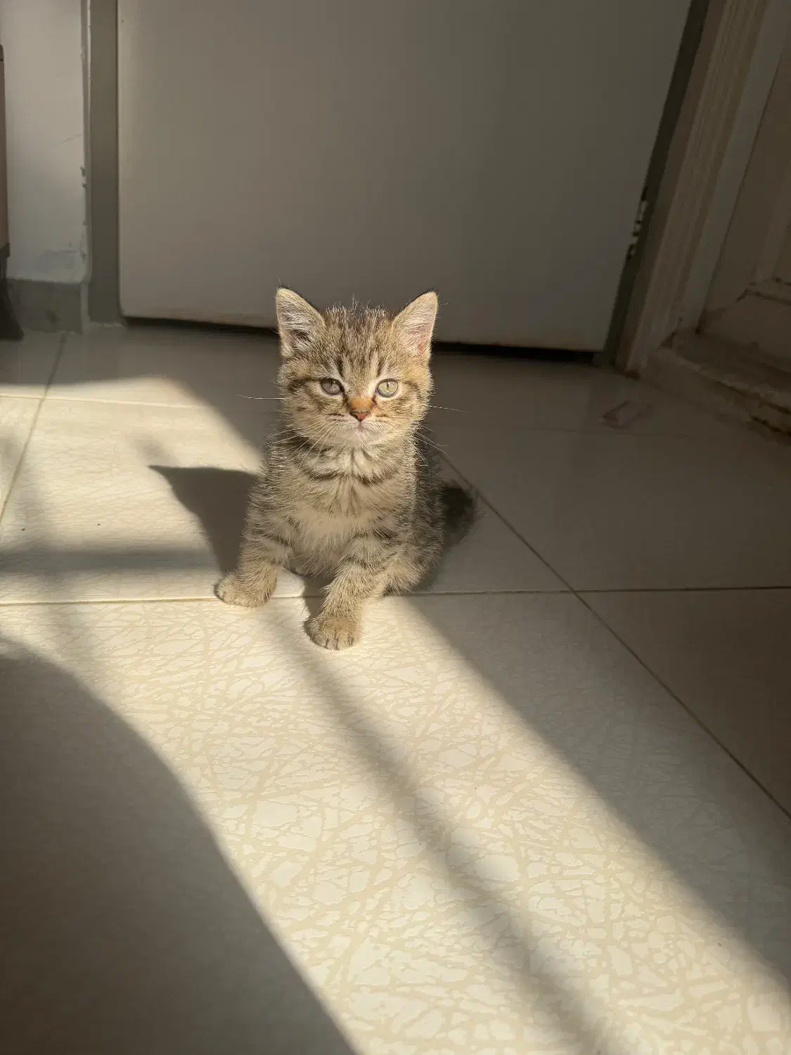 بچه گربه بریتیش|گربه|ساری, |دیوار