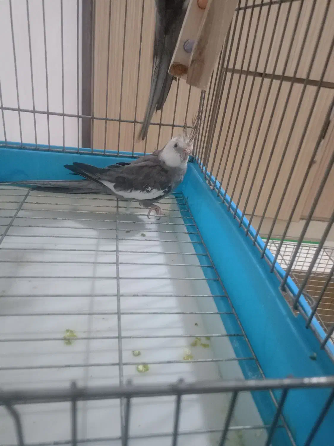 عروس هلندی|پرنده|اهواز, کیانشهر|دیوار