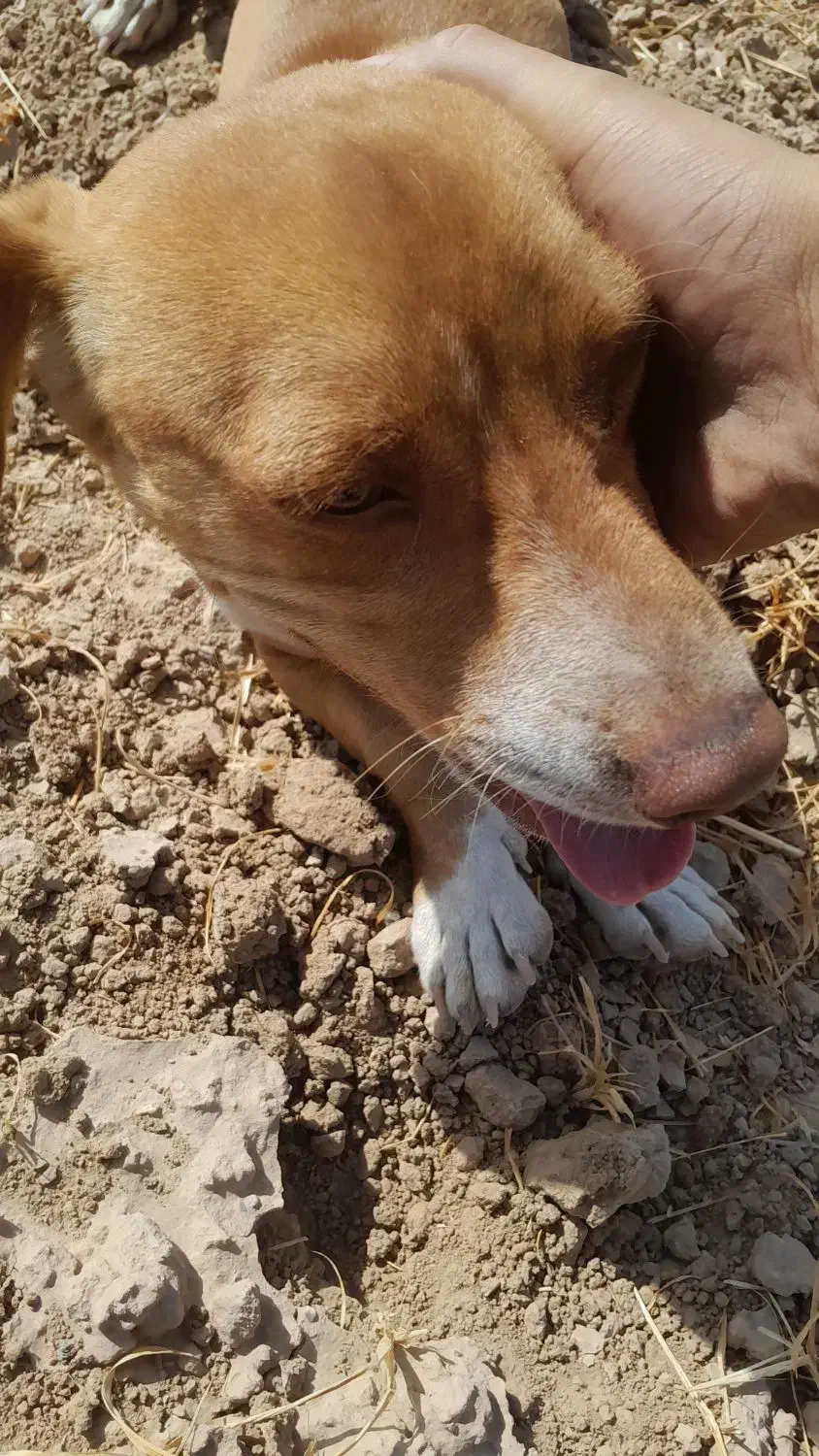 سگ پاکوتاه|سگ|مشهد, کلاکوب|دیوار