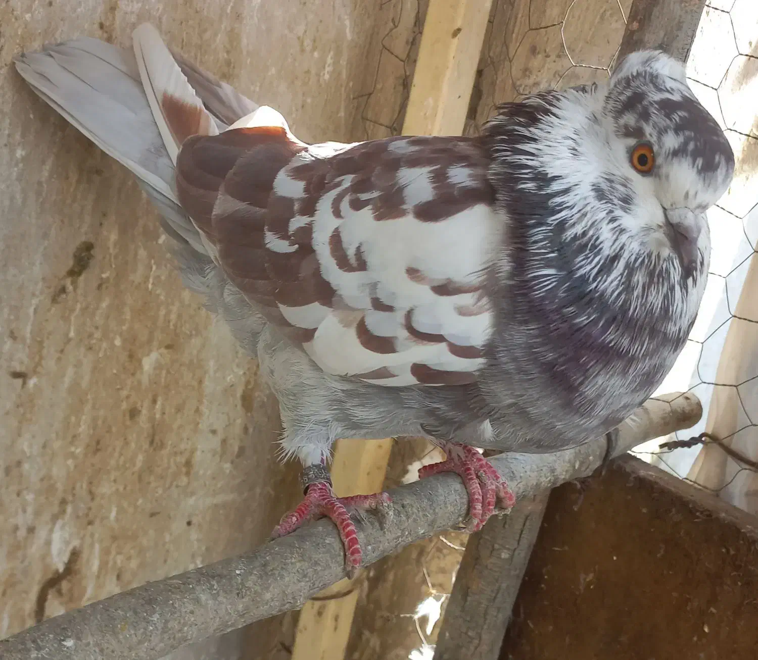 قلمکار|پرنده|اصفهان, ارزنان|دیوار