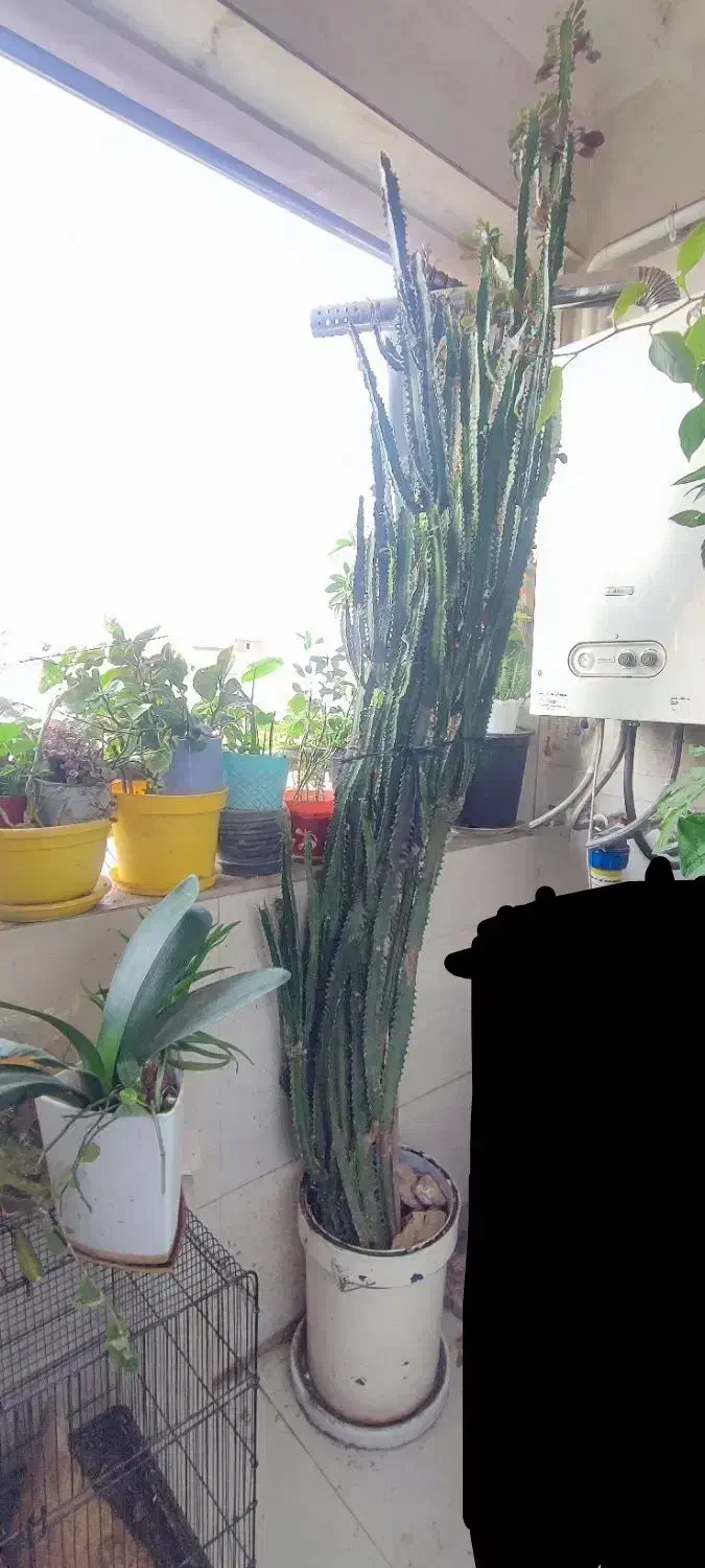 افوربیا قرمز|گل و گیاه طبیعی|رشت, کوی بیانی|دیوار