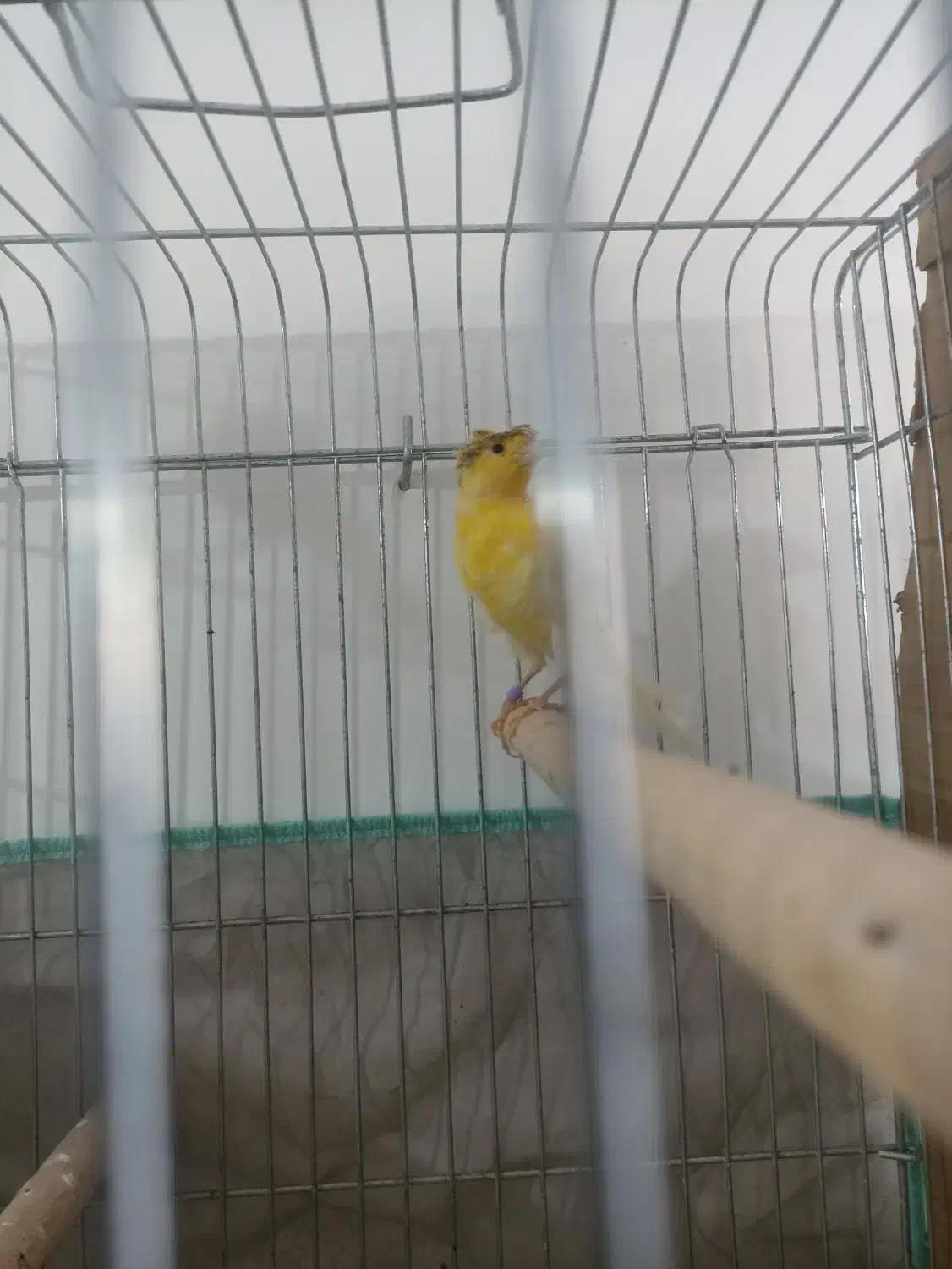 قناری|پرنده|خرمدره, |دیوار