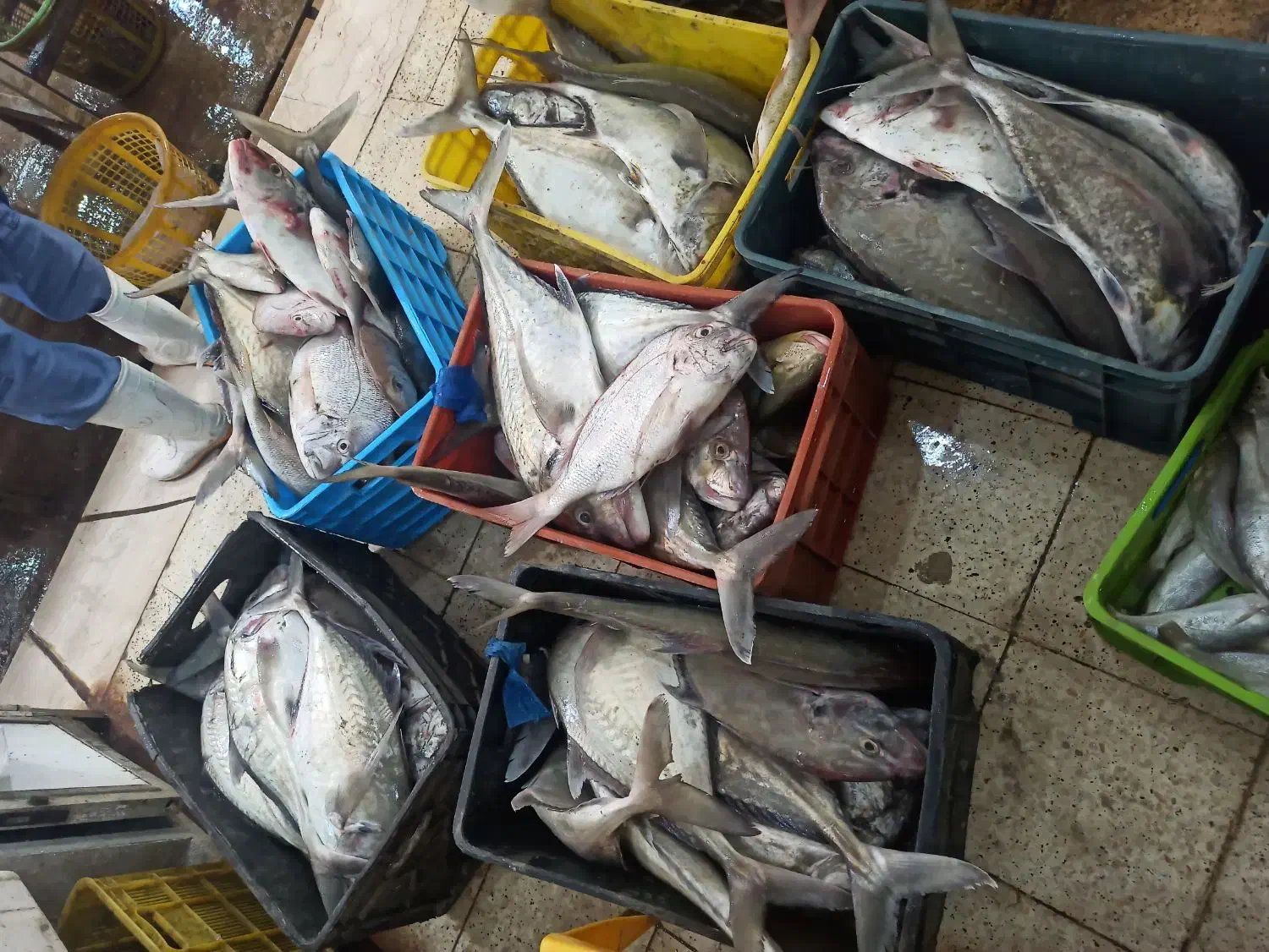 فروش ماهی و میگو|خوردنی و آشامیدنی|تهران, سهروردی|دیوار