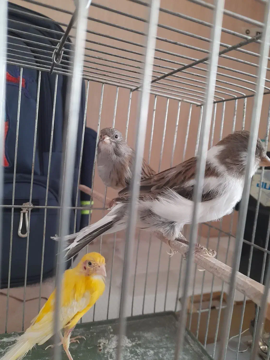 قناری نروماده|پرنده|قزوین, |دیوار