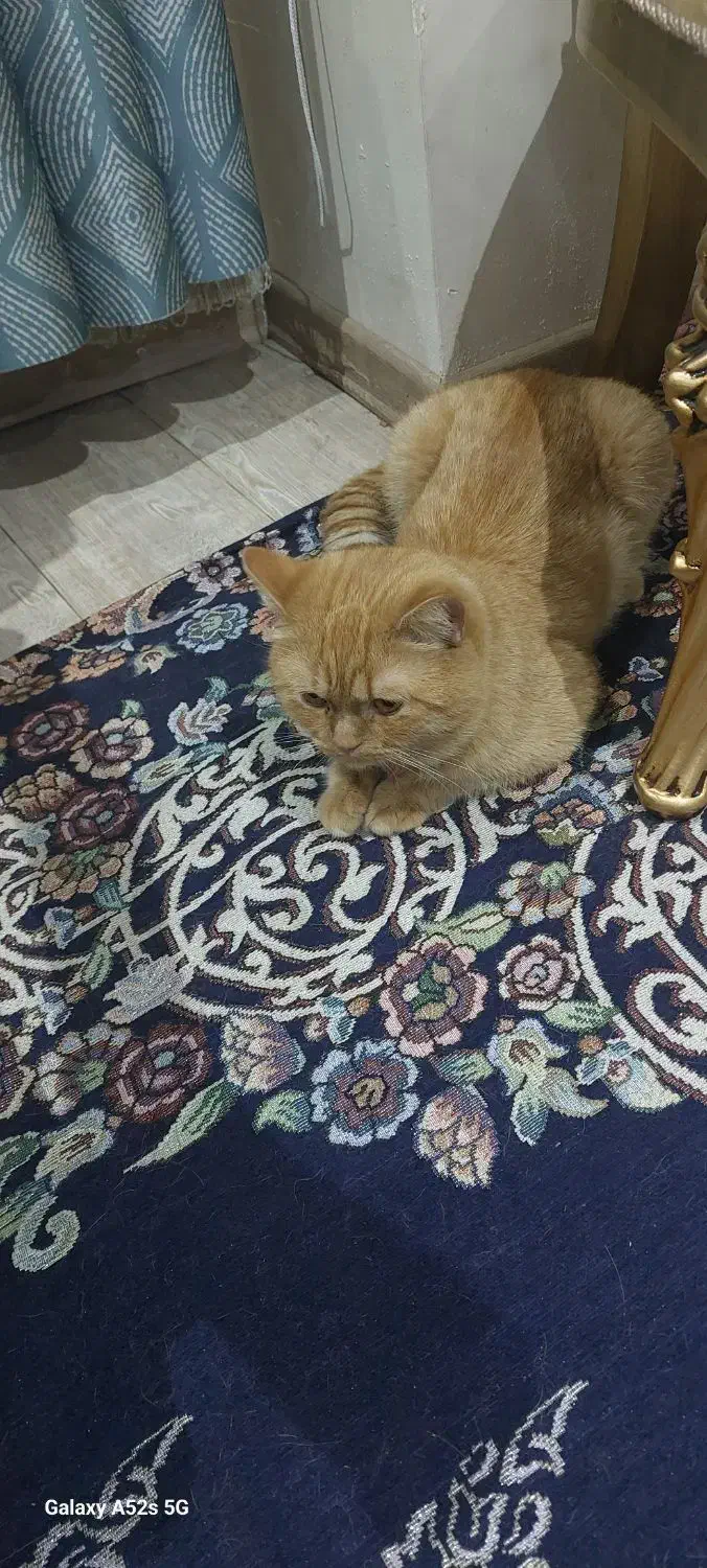 گربه پیدا شده|گربه|تبریز, |دیوار