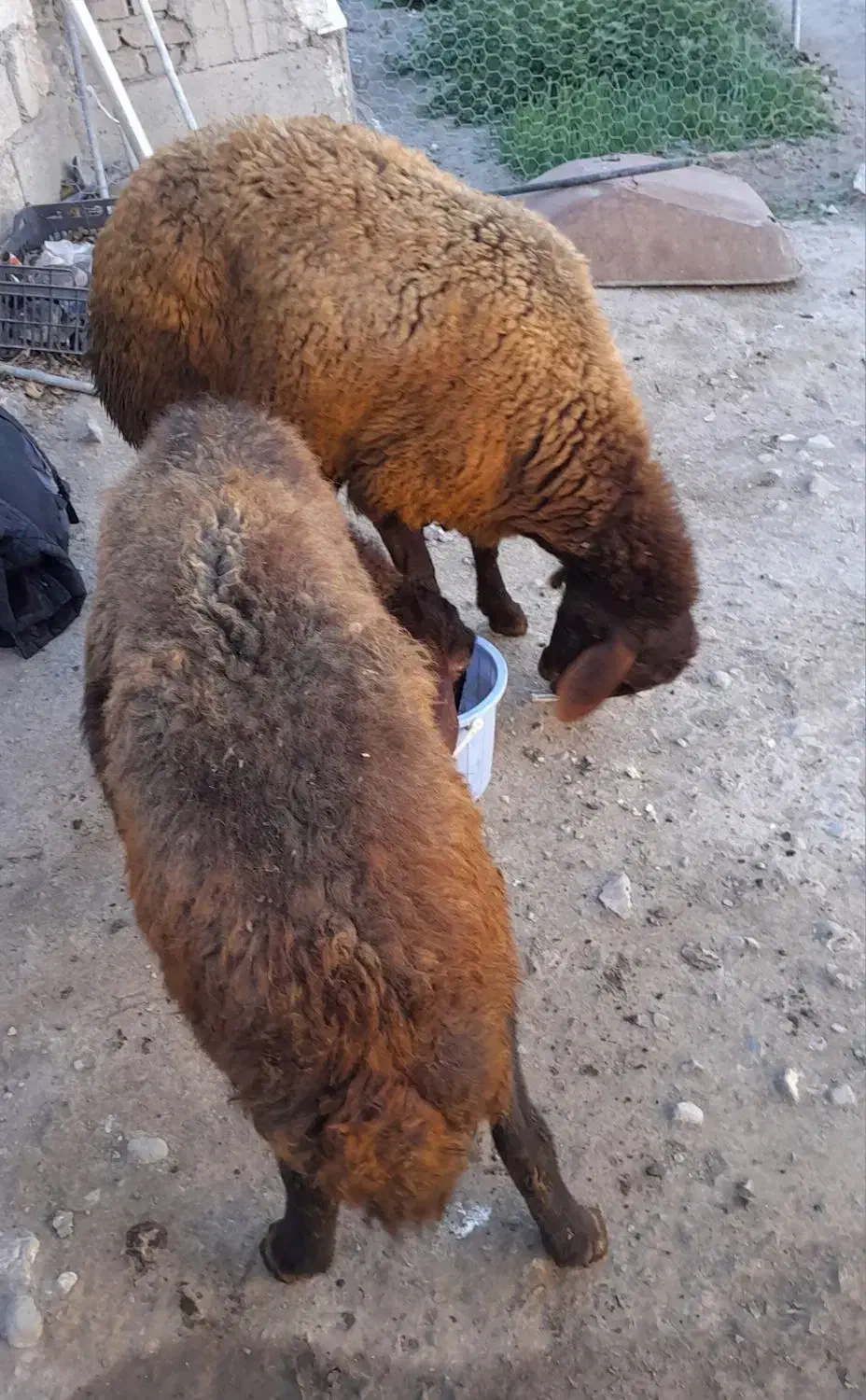 دوراس گوسفند دندان انداختن|حیوانات مزرعه|ارشق, |دیوار