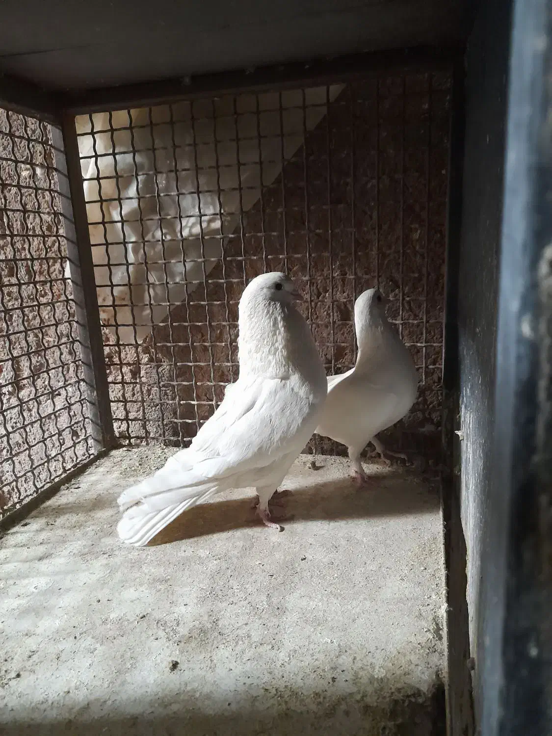 کفتر|پرنده|محلات, |دیوار