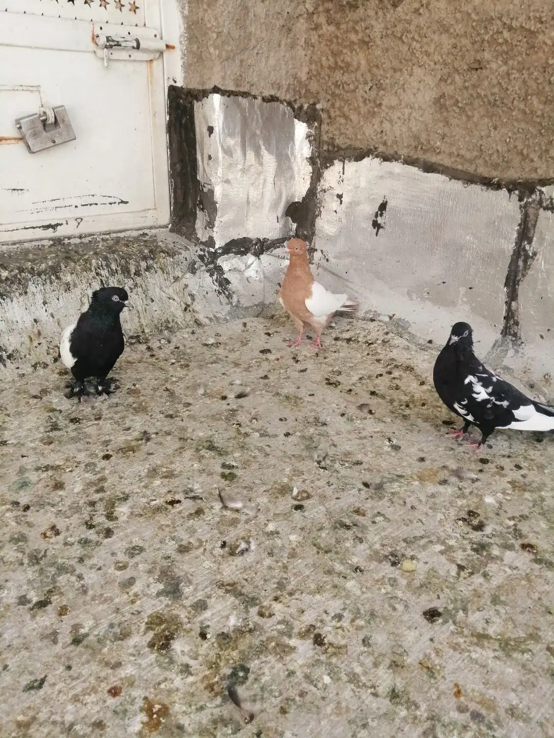 سینه زرد|پرنده|شیراز, شهرک گلها|دیوار