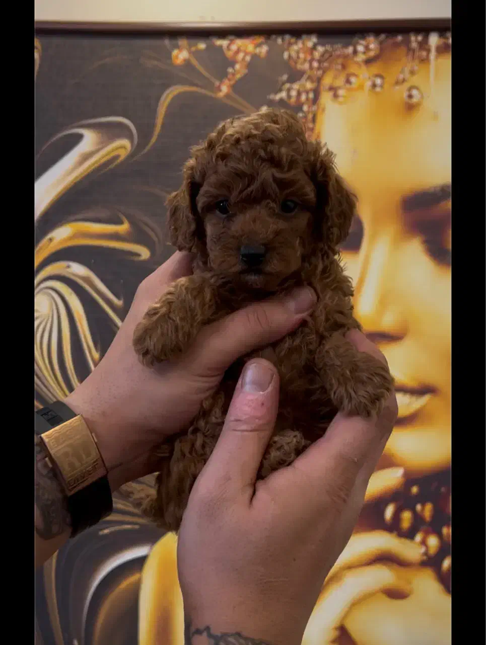 سگ پودل توی و تاینی|سگ|تهران, سعادتآباد|دیوار