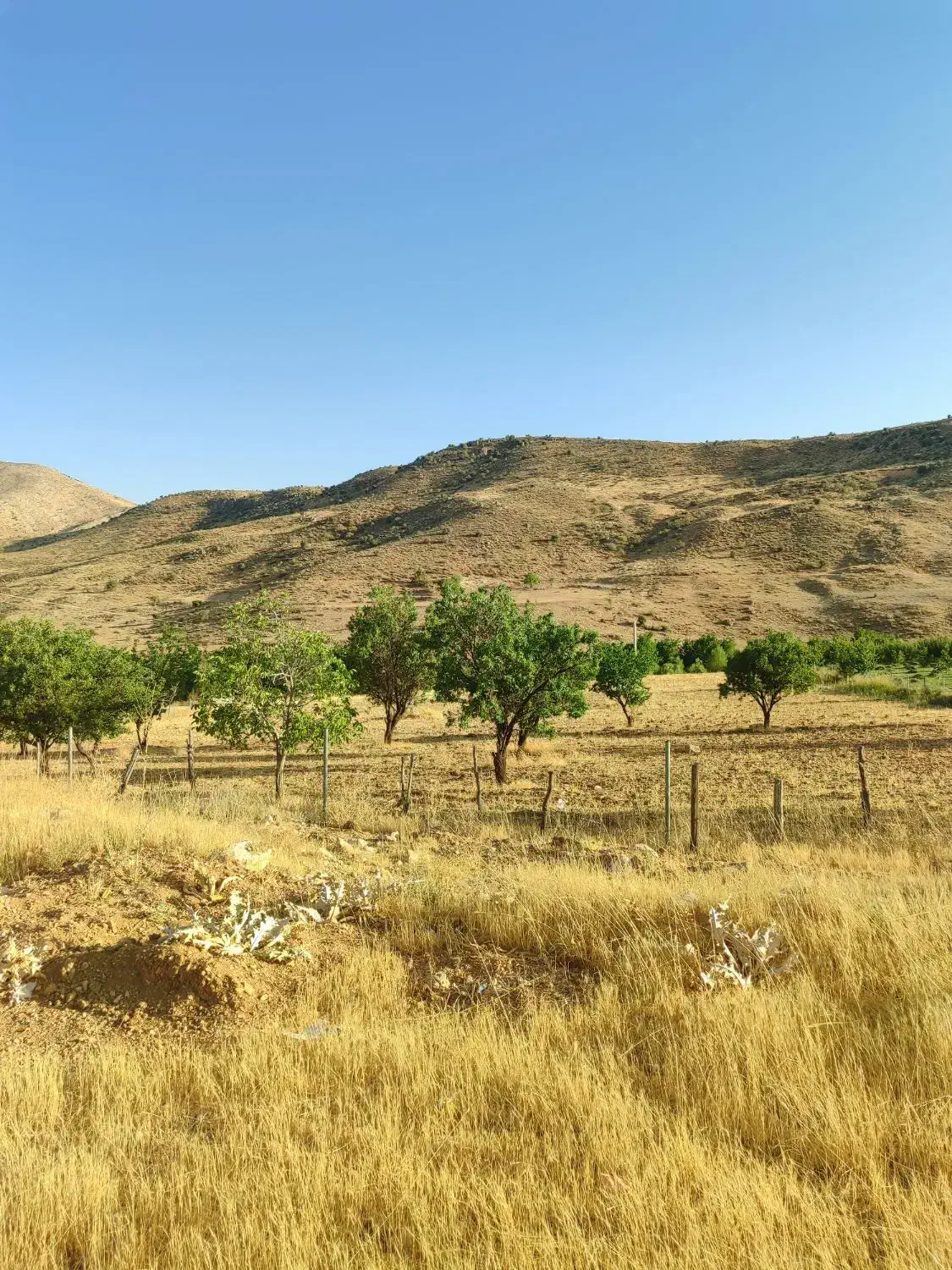 فروش فوری زمین چندمنظوره لب جاده پاتاوه-دهدشت|فروش زمین و ملک کلنگی|دهدشت, |دیوار