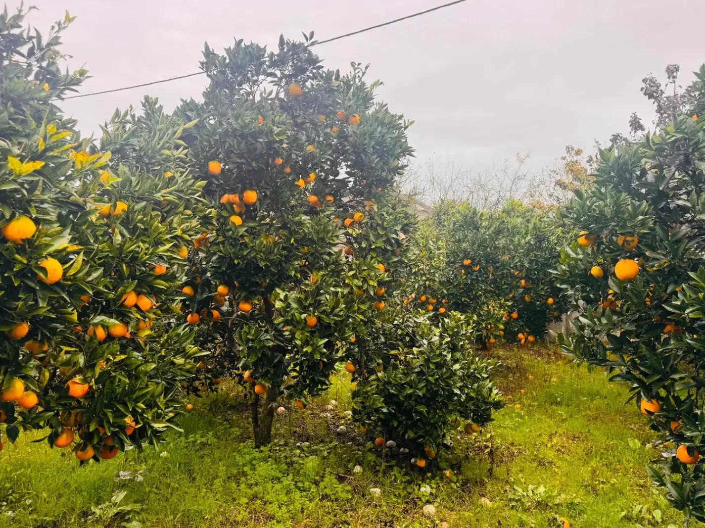 پرتغال تامسون|خوردنی و آشامیدنی|تالش, طولارود|دیوار