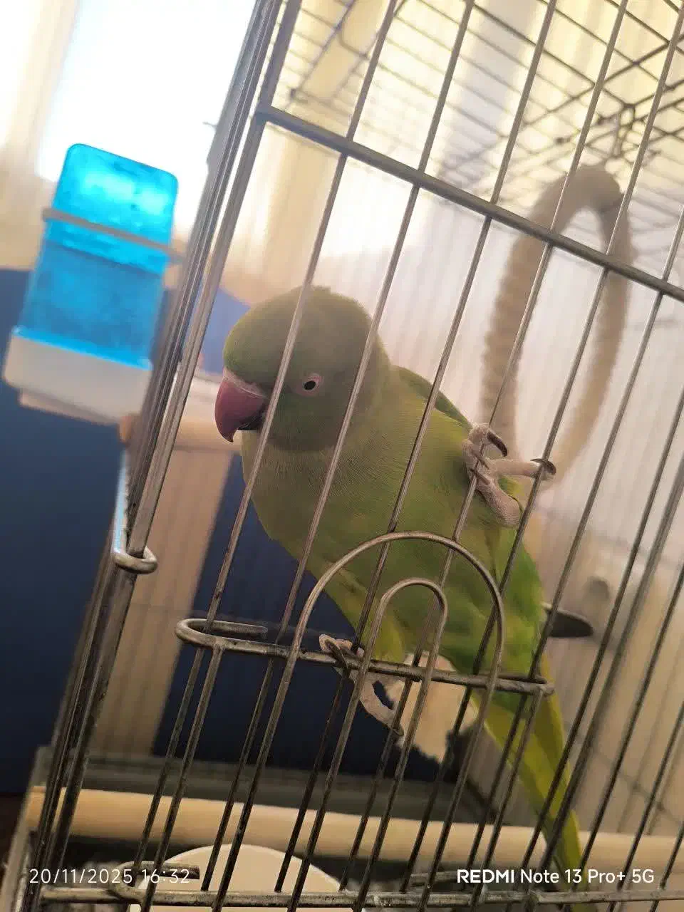 طوطی ملنگو|پرنده|زنجان, |دیوار