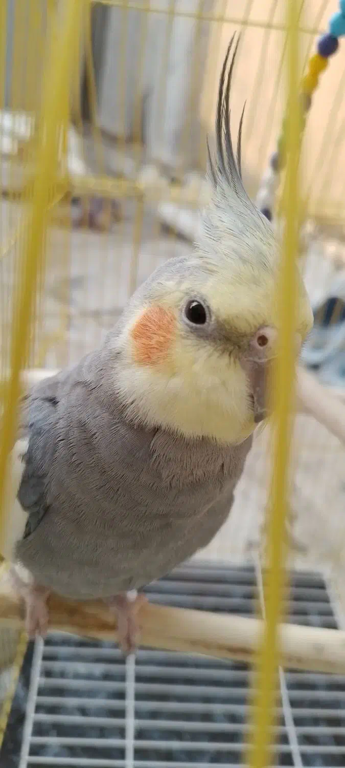 عروس سینامون|پرنده|نسیم‌شهر, |دیوار