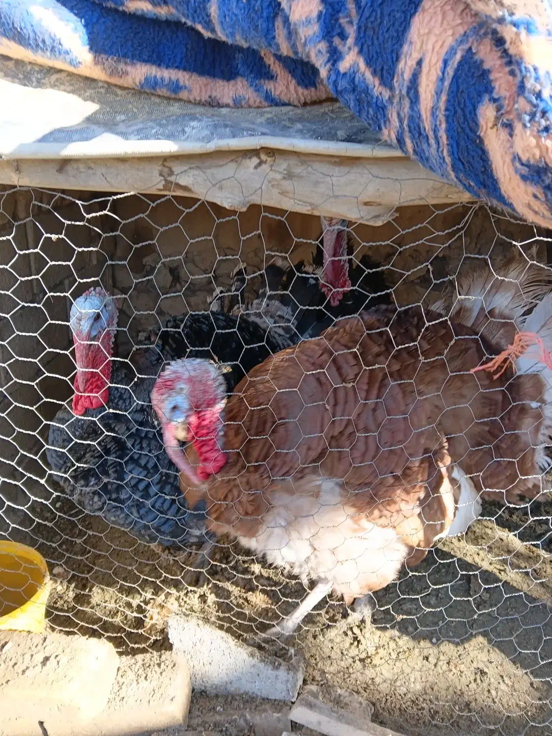 بوقلمون|حیوانات مزرعه|اراک, |دیوار