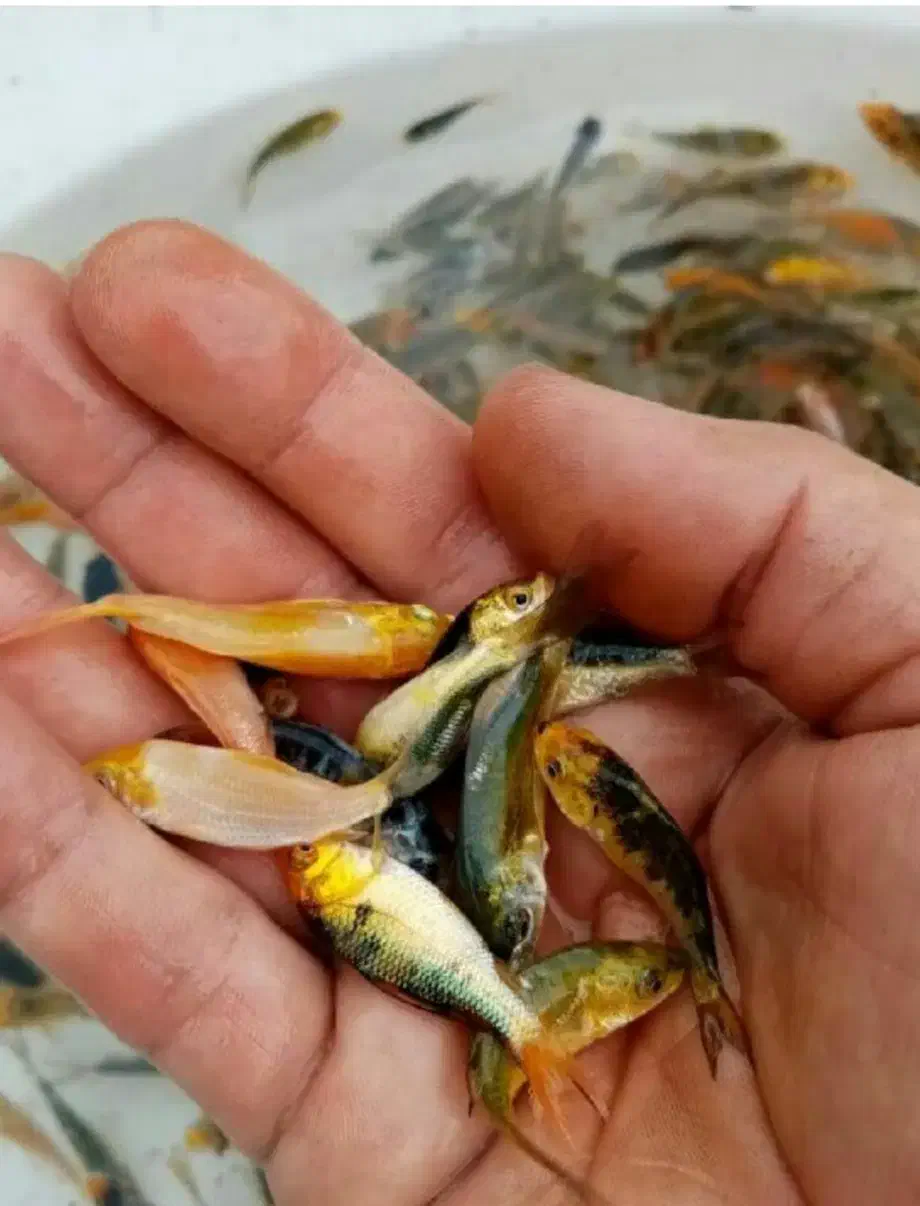 ماهی شبه عید|ماهی|مبارکه, |دیوار