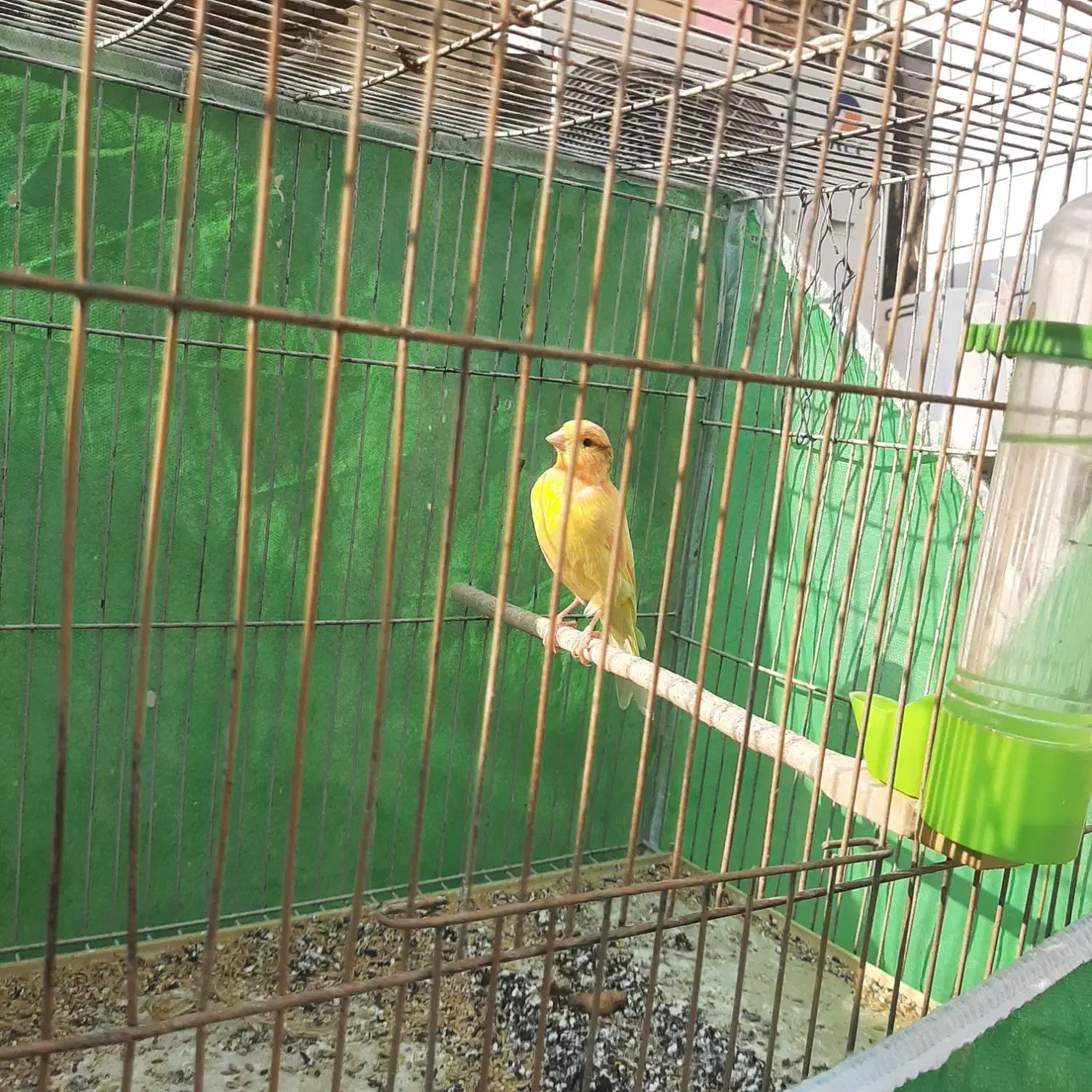 انواع قناری|پرنده|بندر ماهشهر, |دیوار