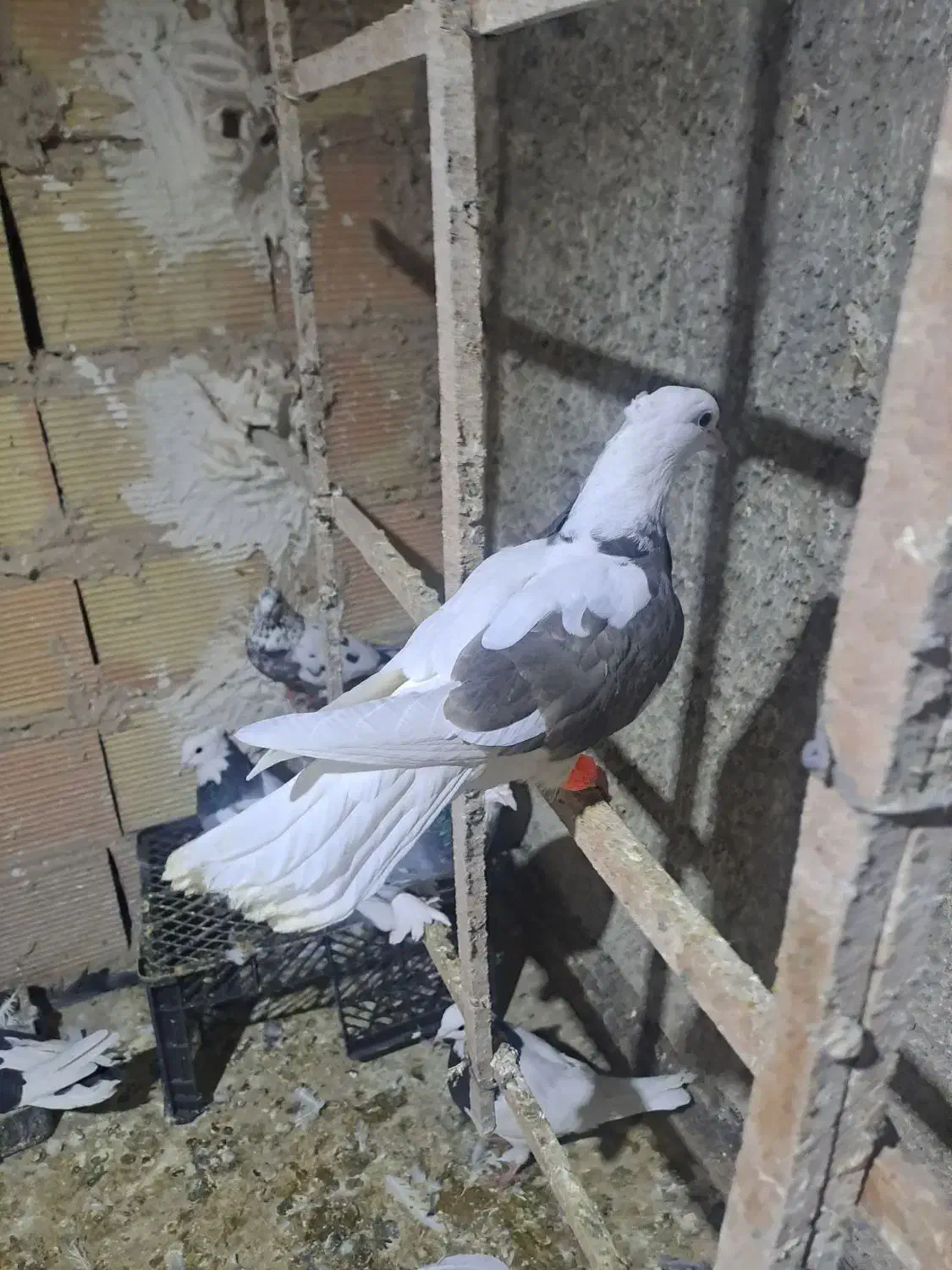 دوتا کفتر طوقی|پرنده|قرچک, مهدیه|دیوار