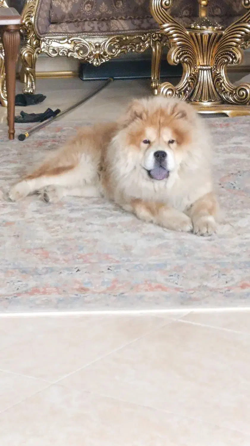 سگ چاو چاو ماده|سگ|کرمانشاه, |دیوار