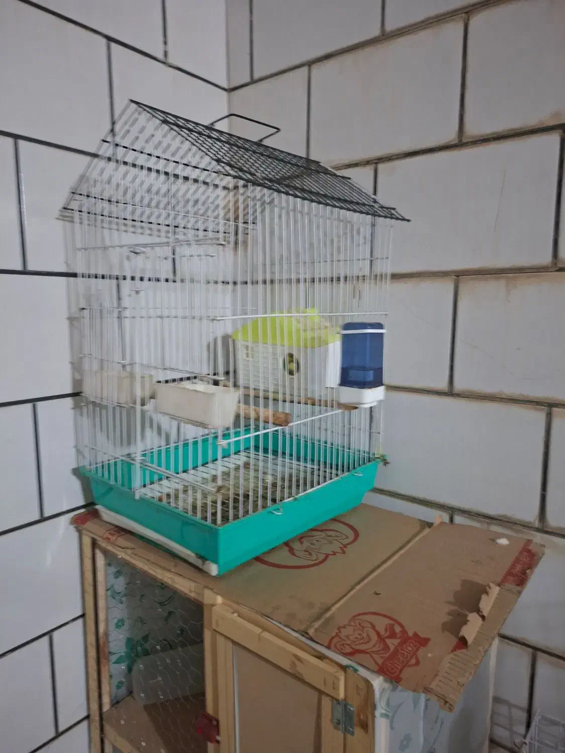 مرغ عشق با قفس|پرنده|شوش, |دیوار