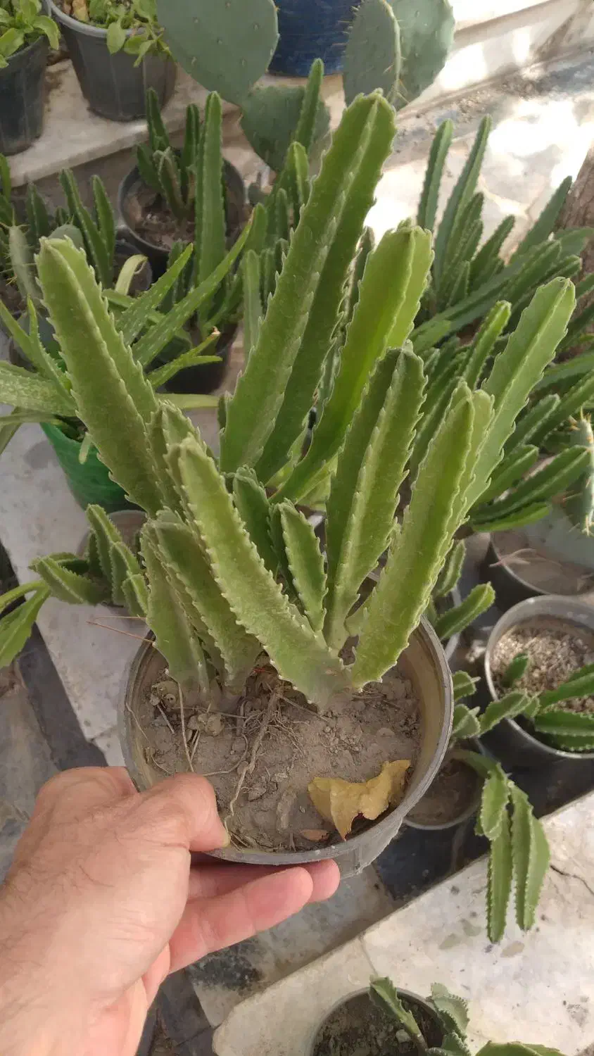 گل کاکتوس|گل و گیاه طبیعی|مشهد, هنرور|دیوار