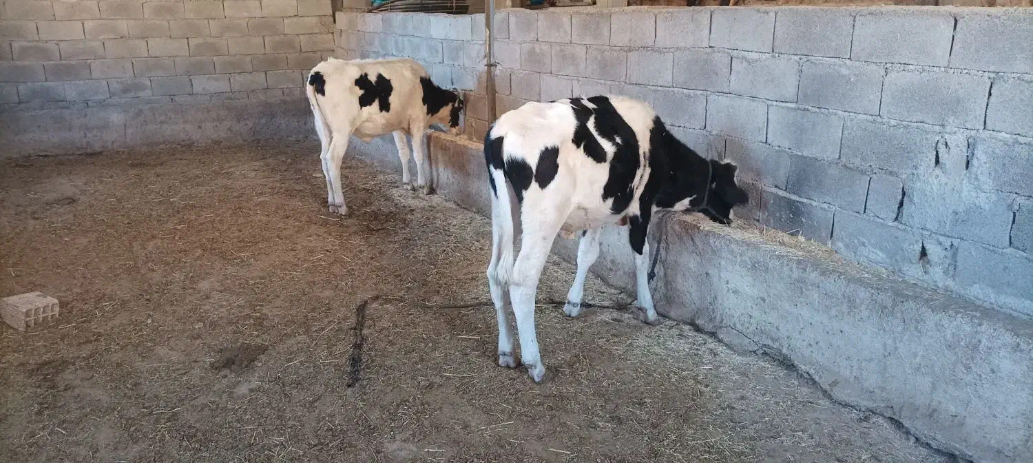 گوساله نر پای پروار دوعدد نژاد یکی هلشتاین|حیوانات مزرعه|پاپی, |دیوار