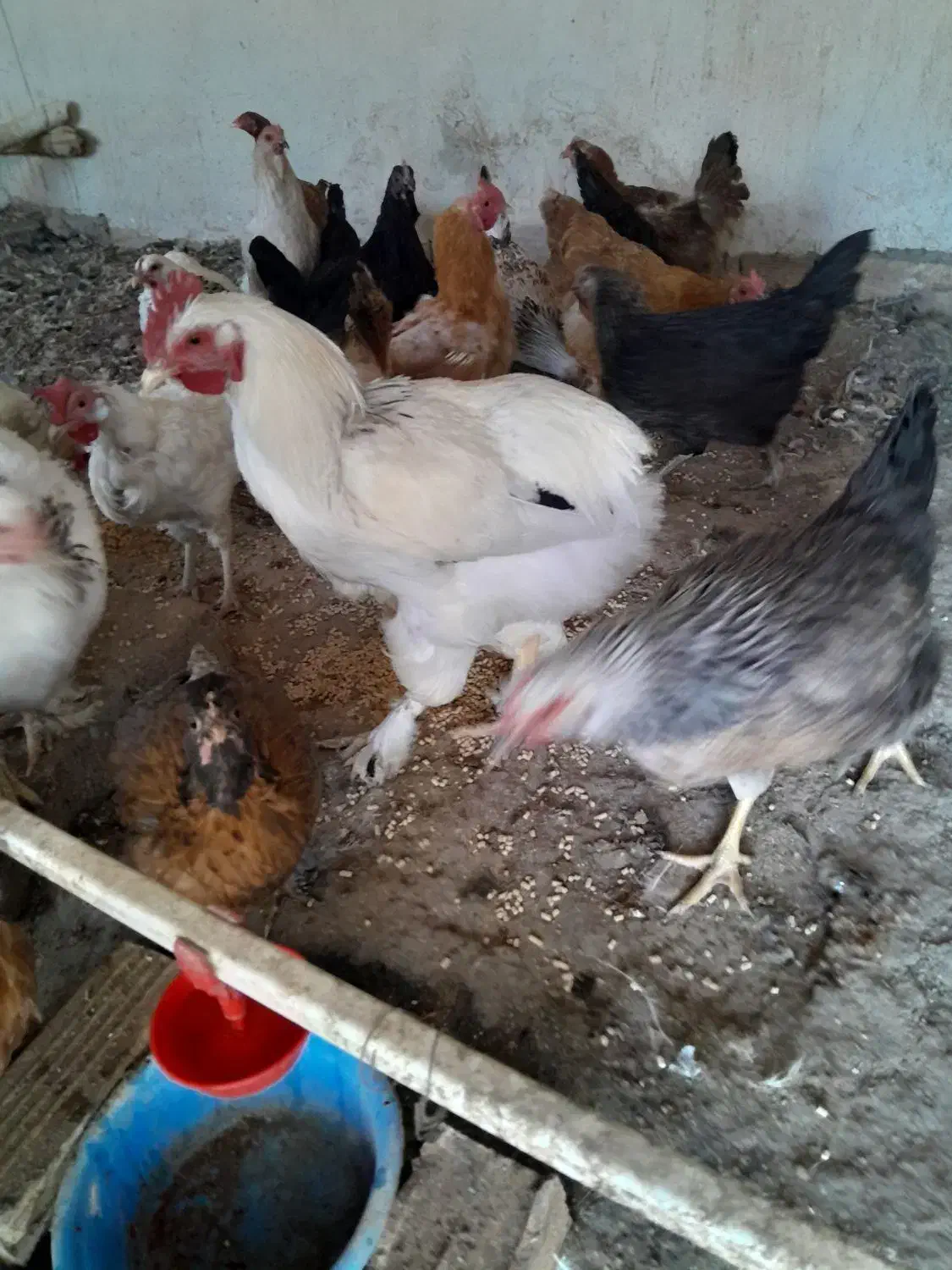 مرغ و خروس برهما و فریح محلی|حیوانات مزرعه|شبستر, |دیوار