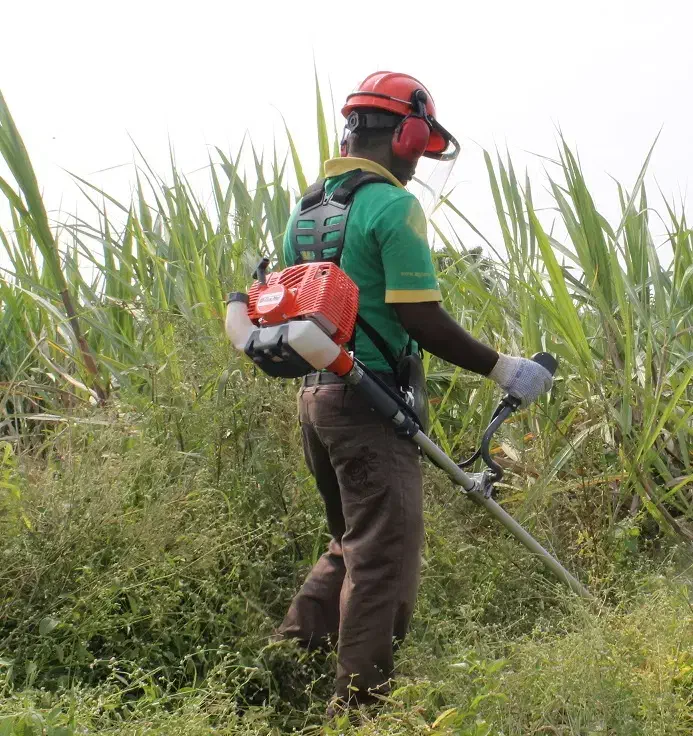 علف تراشی تخصصی باغ و حیاط منزل|خدمات باغبانی و درختکاری|لاهیجان, قیام|دیوار