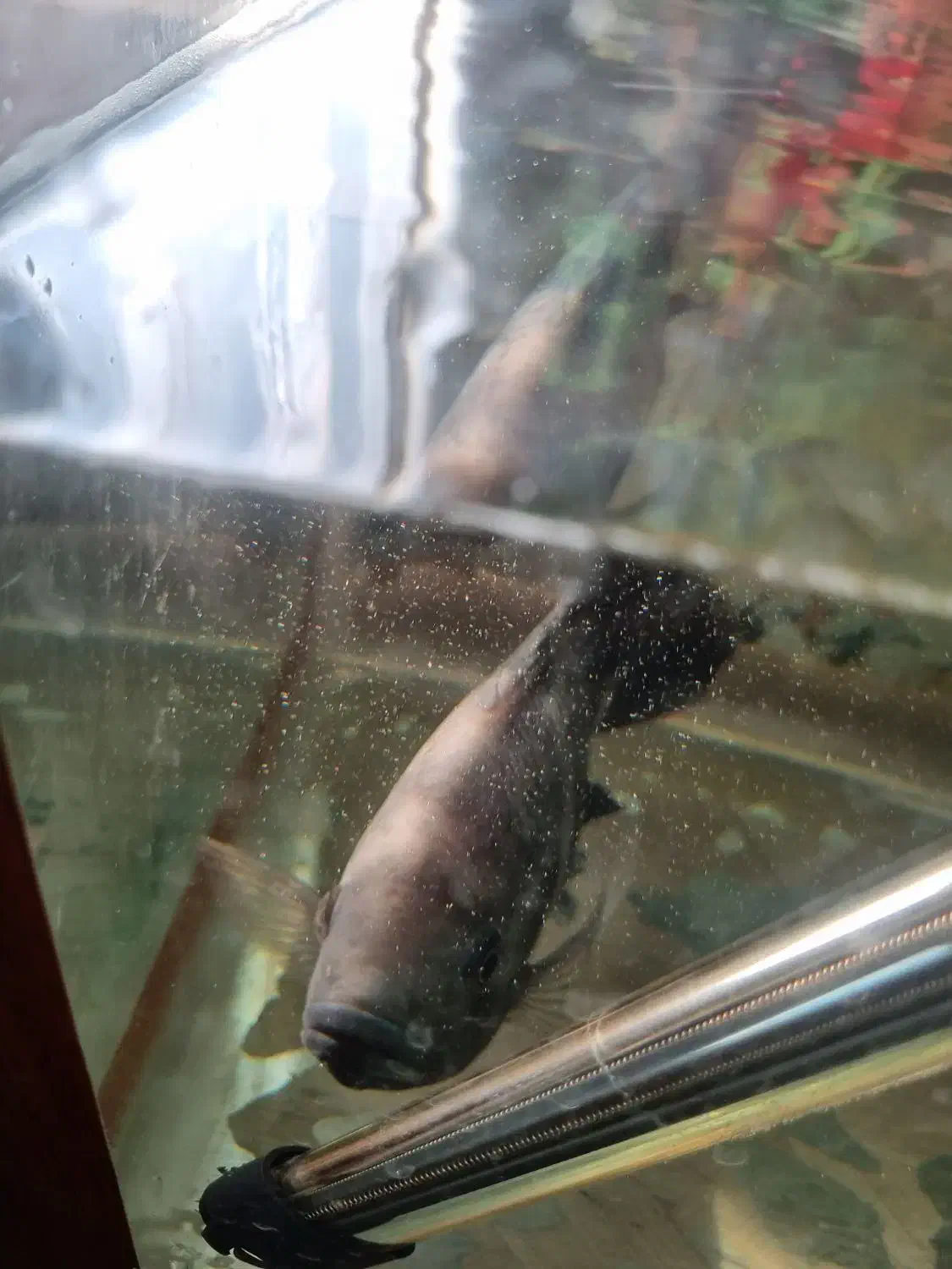 چهار ماهی یکی بزرک وسه تا متوسط|ماهی|قزوین, |دیوار